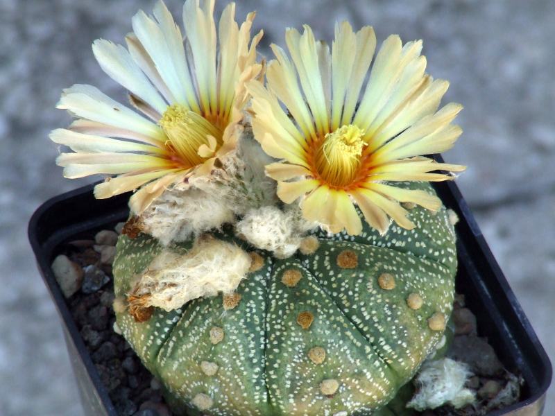 Astrophytum asterias 