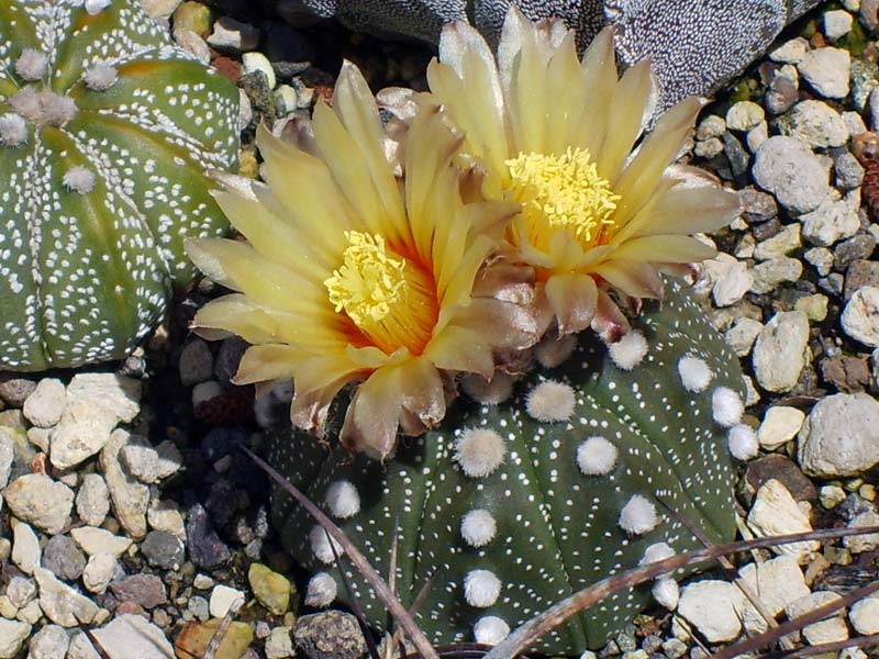 Astrophytum asterias 