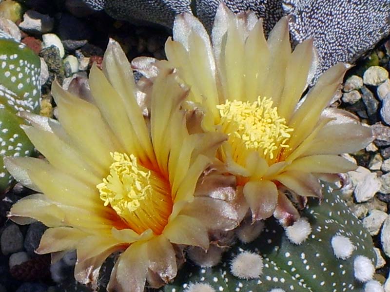 Astrophytum asterias 