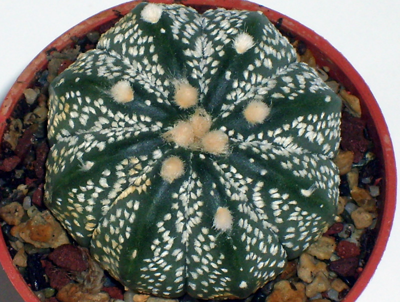 Astrophytum asterias 