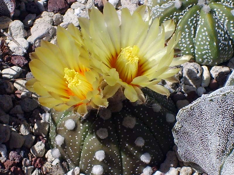 Astrophytum asterias 