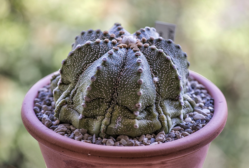 Astrophytum asterias 