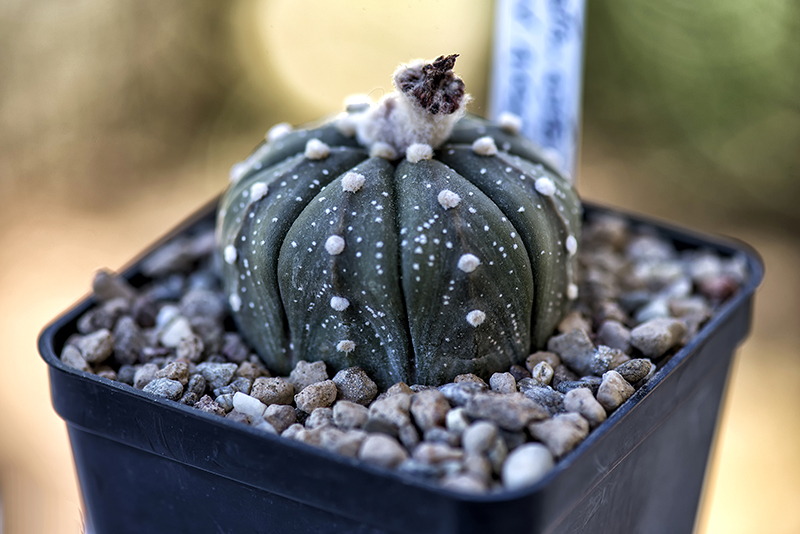 astrophytum asterias cv. akadama