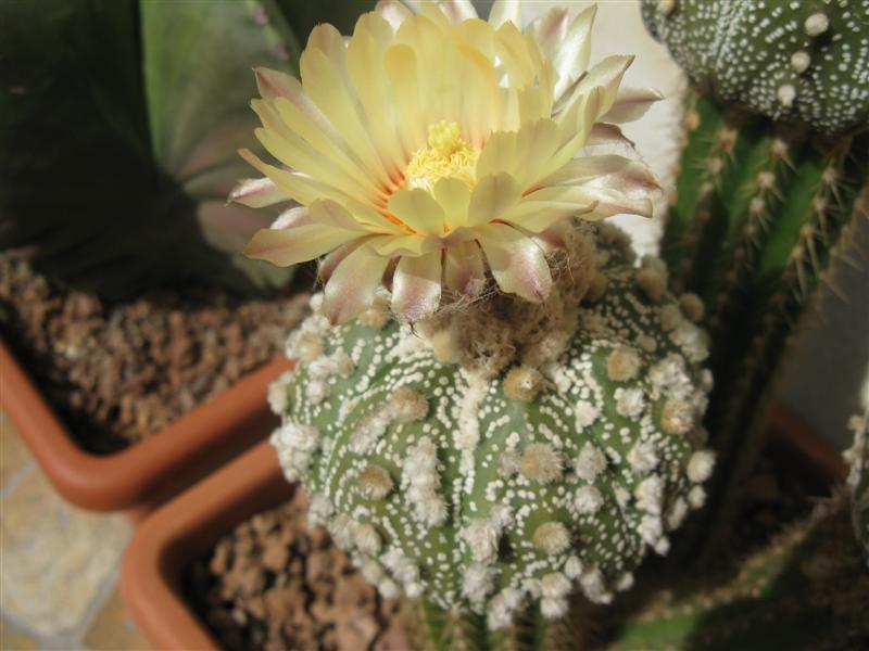 Astrophytum asterias cv. hanazono kabuto 