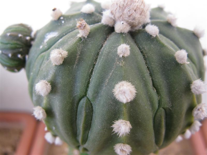 Astrophytum asterias cv. ooibo fukuryu 