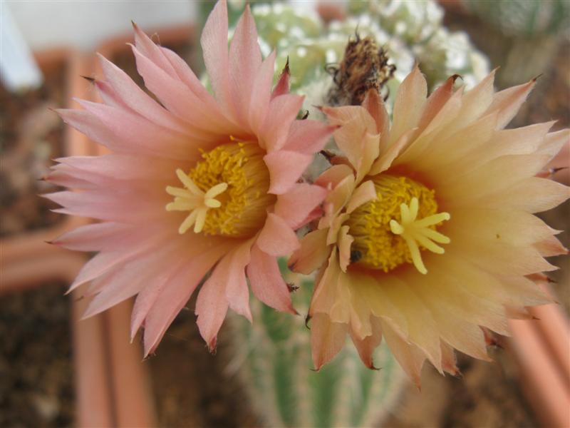 Astrophytum asterias cv. super kabuto kikko 