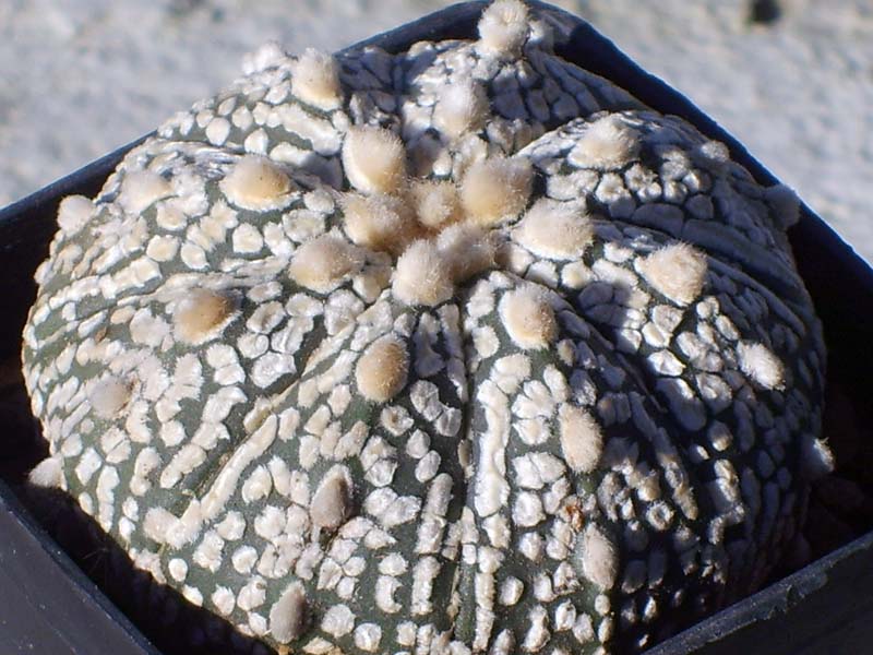 Astrophytum asterias cv. super kabuto 