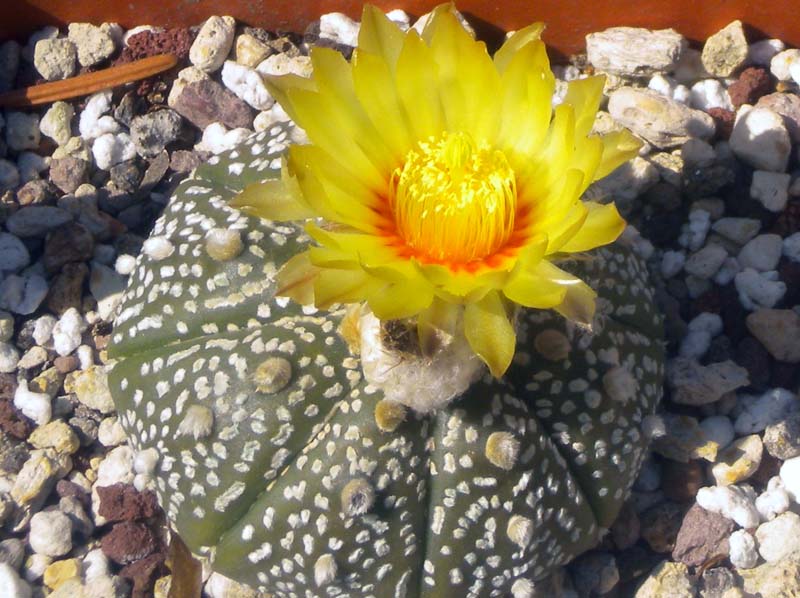 Astrophytum asterias cv. super kabuto 