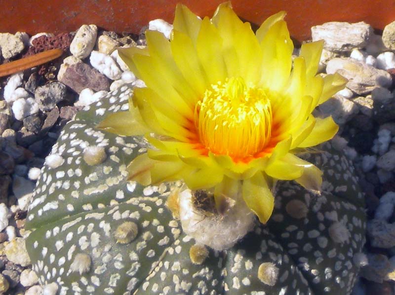 Astrophytum asterias cv. super kabuto 