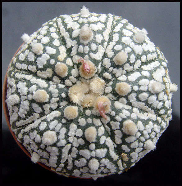 Astrophytum asterias cv. super kabuto 