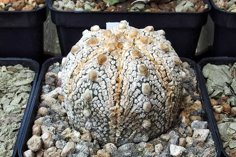 Astrophytum asterias cv. super kabuto 