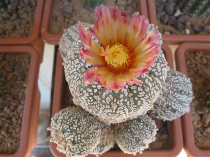 Astrophytum asterias cv. super kabuto 