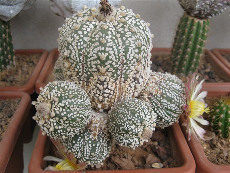 Astrophytum asterias cv. super kabuto 