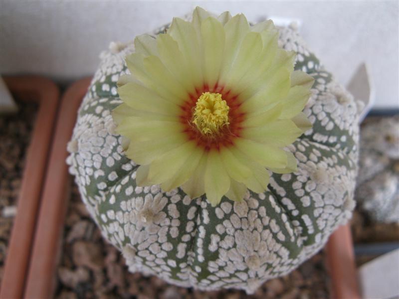 Astrophytum asterias cv. super kabuto silksuper 