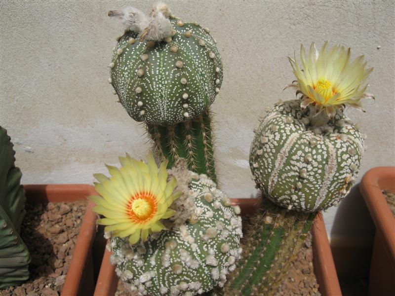 Astrophytum asterias cv. super kabuto 