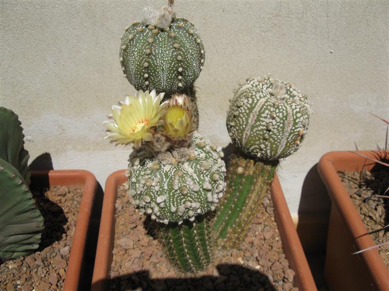 Astrophytum asterias cv. super kabuto 