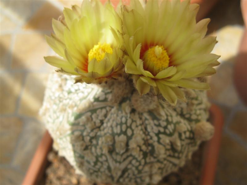 Astrophytum asterias cv. super kabuto v-type 