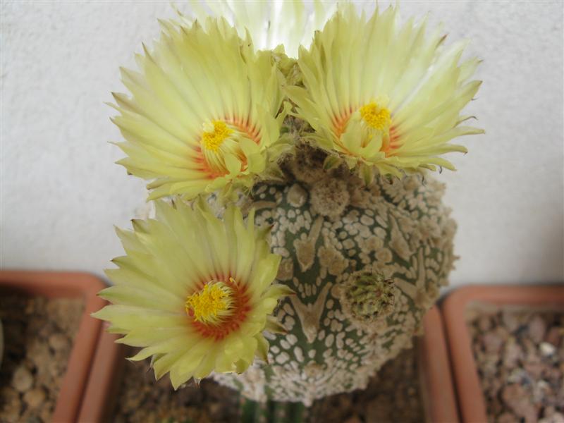 Astrophytum asterias cv. super kabuto v-type 