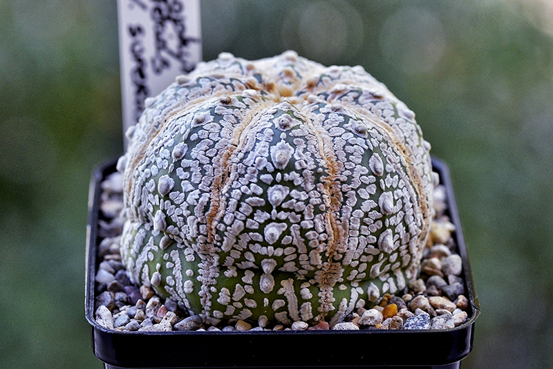 astrophytum asterias cv. superkabuto