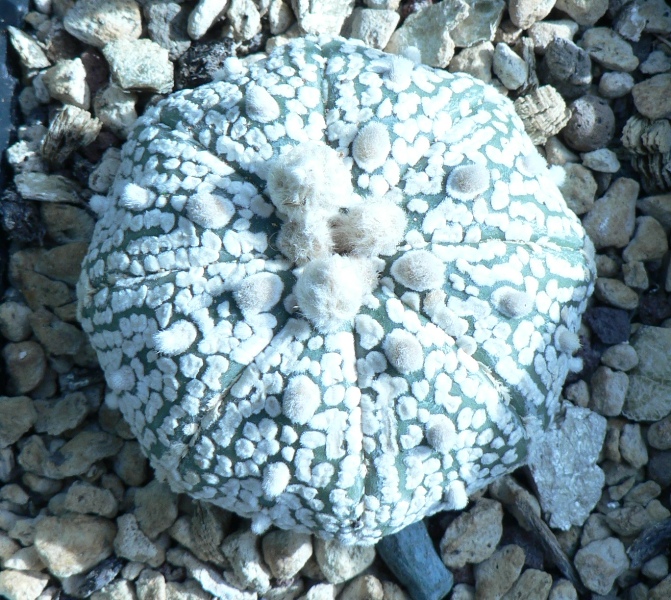 Astrophytum asterias cv. super kabuto 
