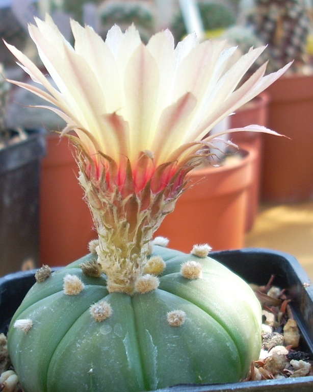 Astrophytum asterias v. nudum 