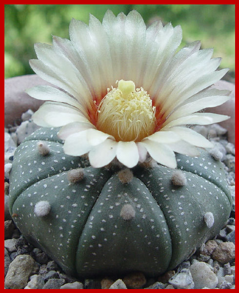 Astrophytum asterias 