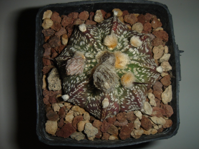 Astrophytum asterias 