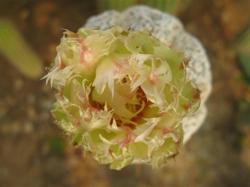 Astrophytum asterias cv. super kabuto kikko turtle shell 