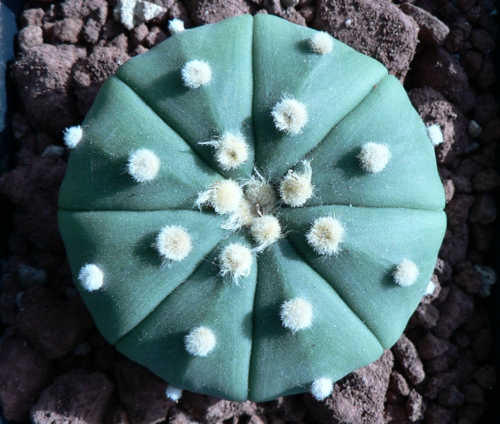 Astrophytum asterias v. nudum 