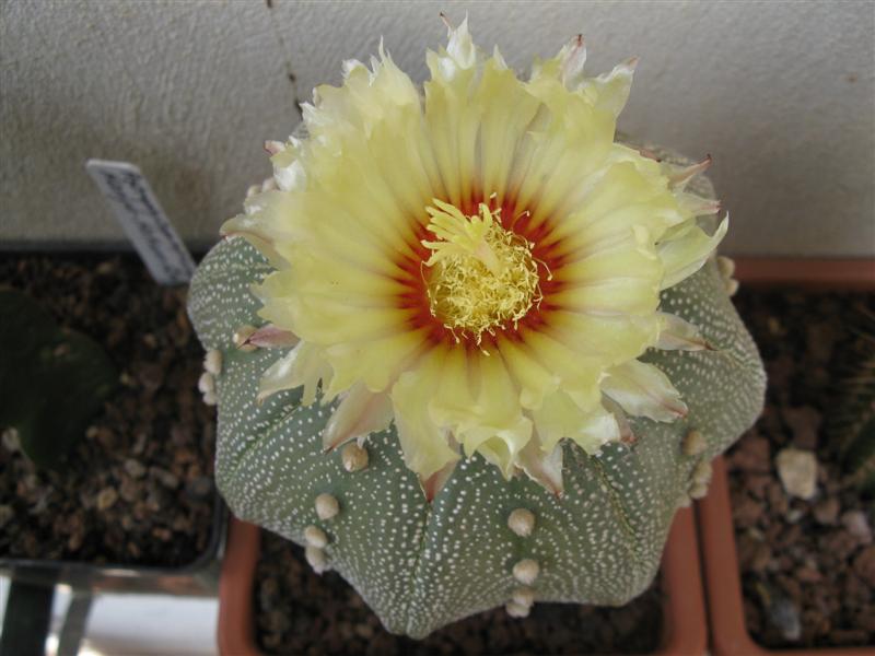 Astrophytum asterias cv. star shape 