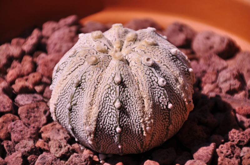 Astrophytum asterias cv. super kabuto 