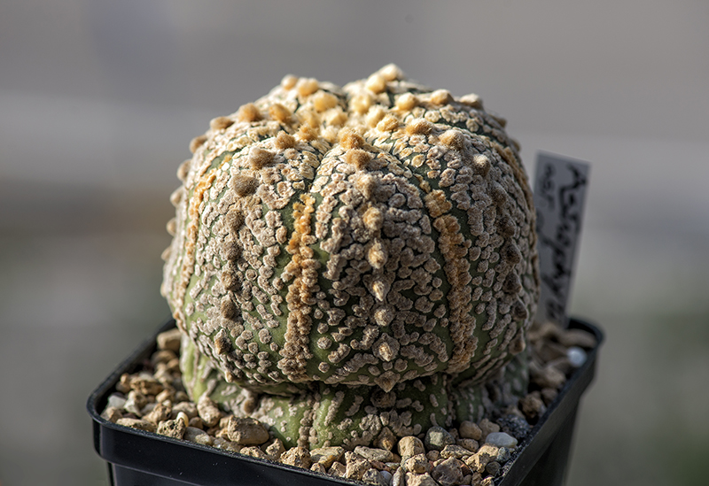 Astrophytum asterias cv. super kabuto 