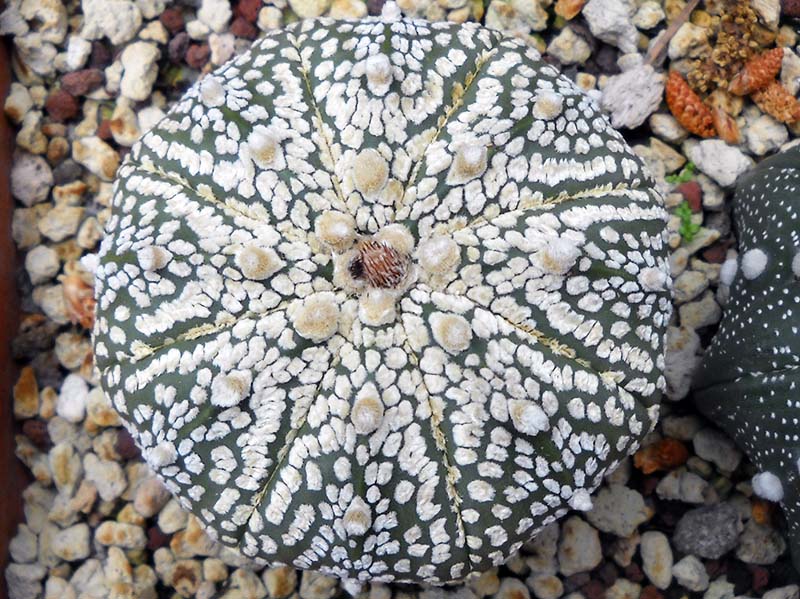 Astrophytum asterias cv. super kabuto 