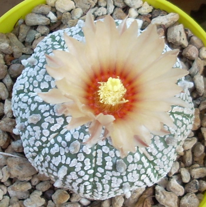 Astrophytum asterias cv. super kabuto 