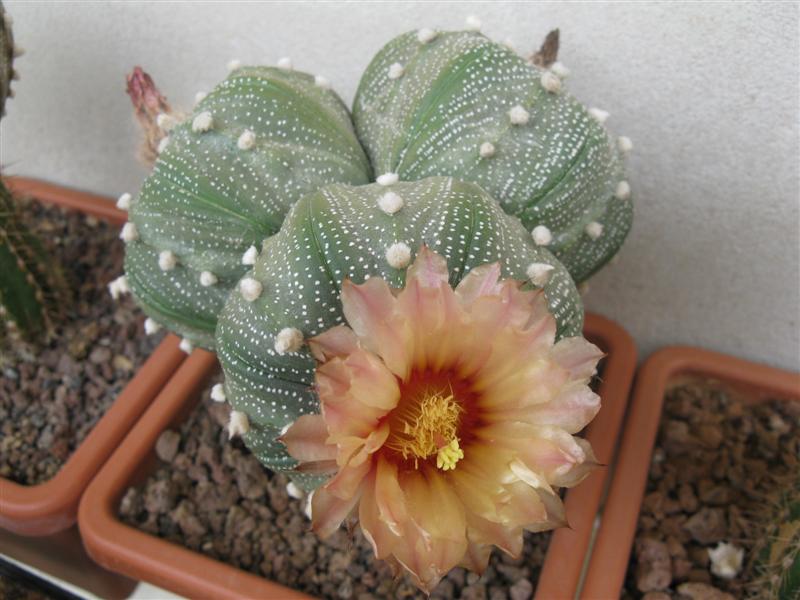 Astrophytum asterias 