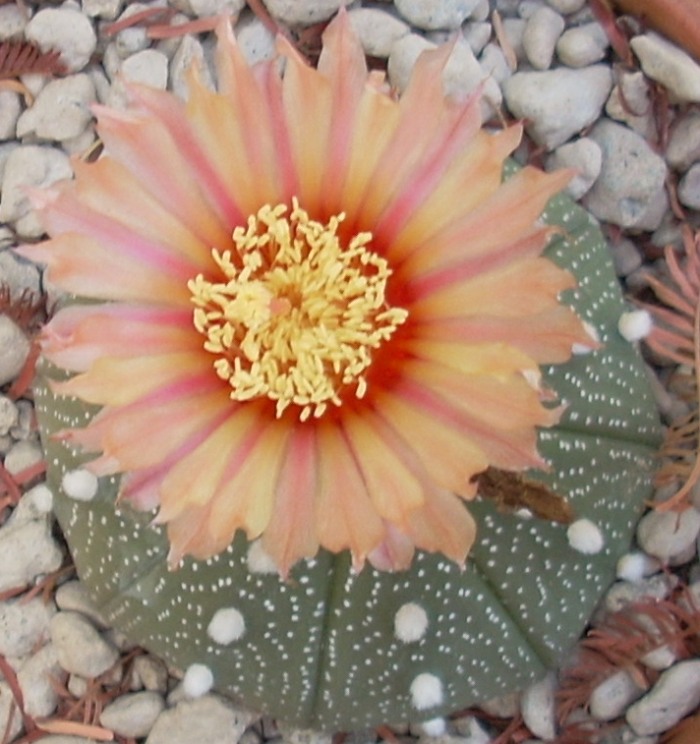 Astrophytum asterias cv. akabana 