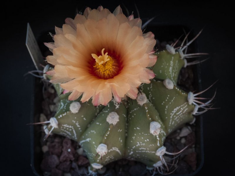 Astrophytum capricorne x asterias 