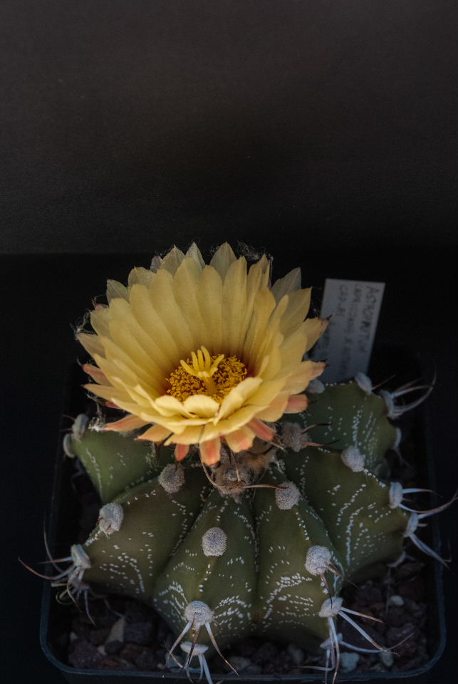 Astrophytum capricorne x asterias 