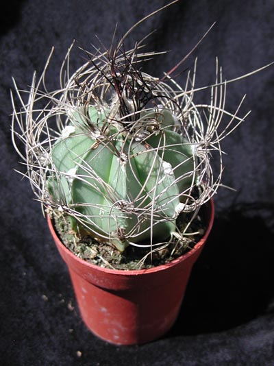 Astrophytum capricorne 