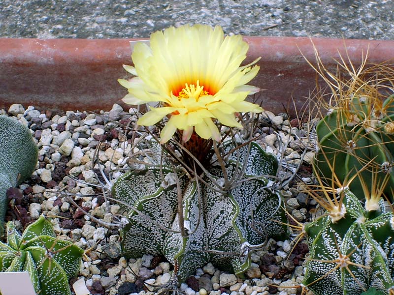 Astrophytum capricorne 