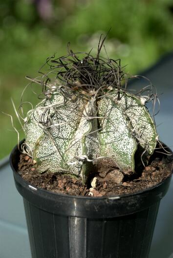 Astrophytum capricorne 