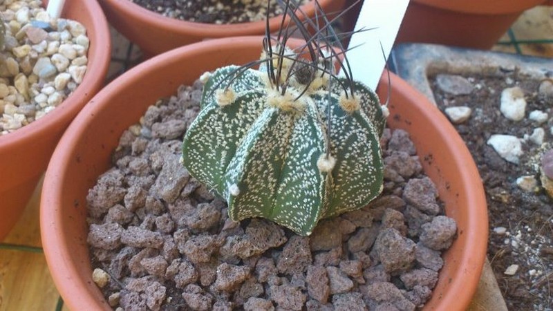 Astrophytum capricorne 