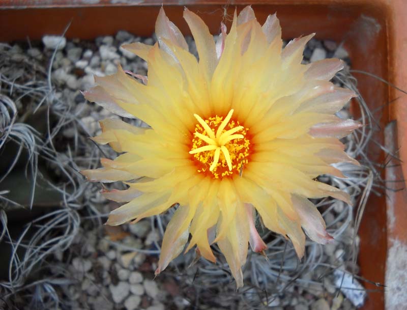 Astrophytum capricorne v. senile 