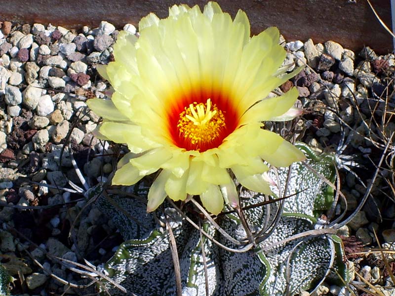 Astrophytum capricorne 