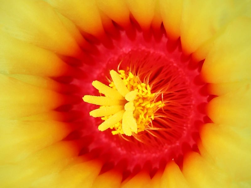 Astrophytum capricorne 