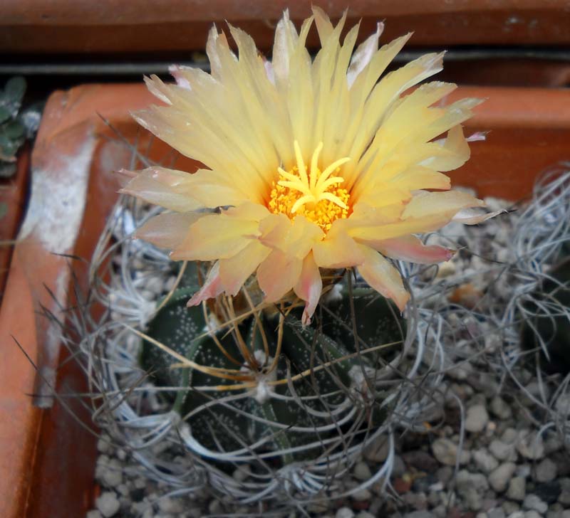 Astrophytum capricorne v. senile 