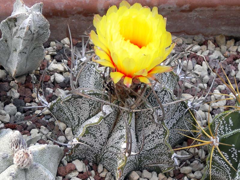 Astrophytum capricorne 