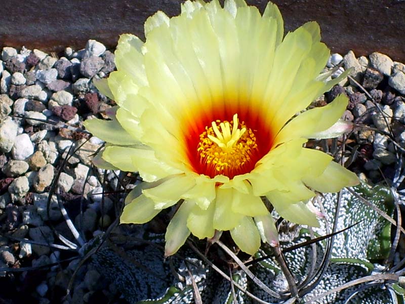 Astrophytum capricorne 