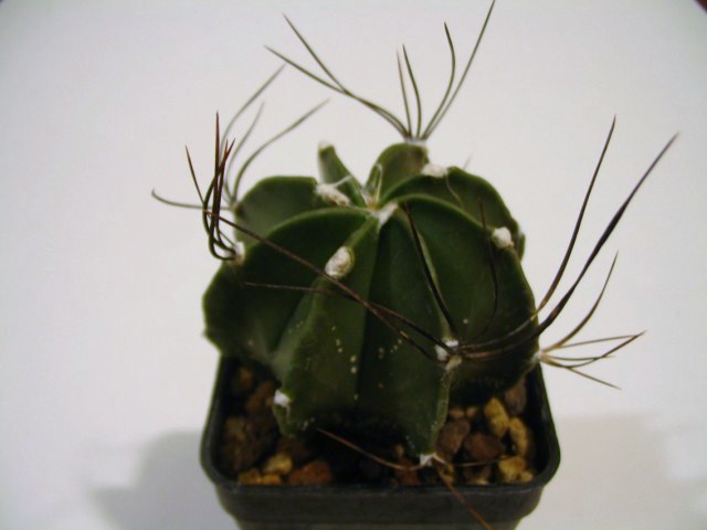 Astrophytum capricorne 