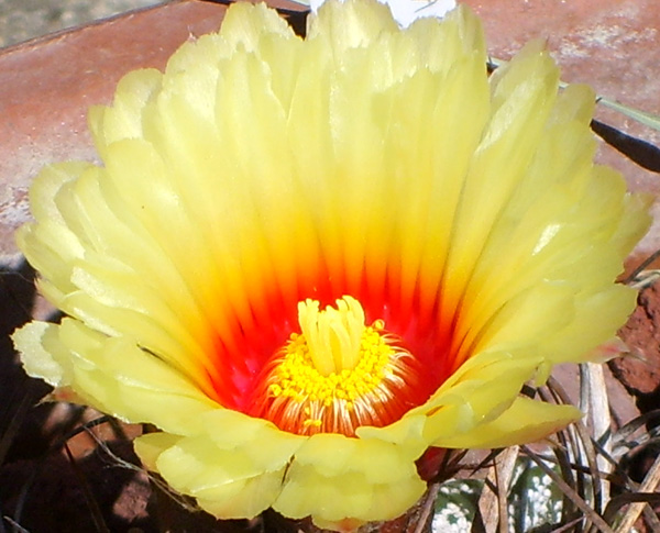 Astrophytum capricorne 